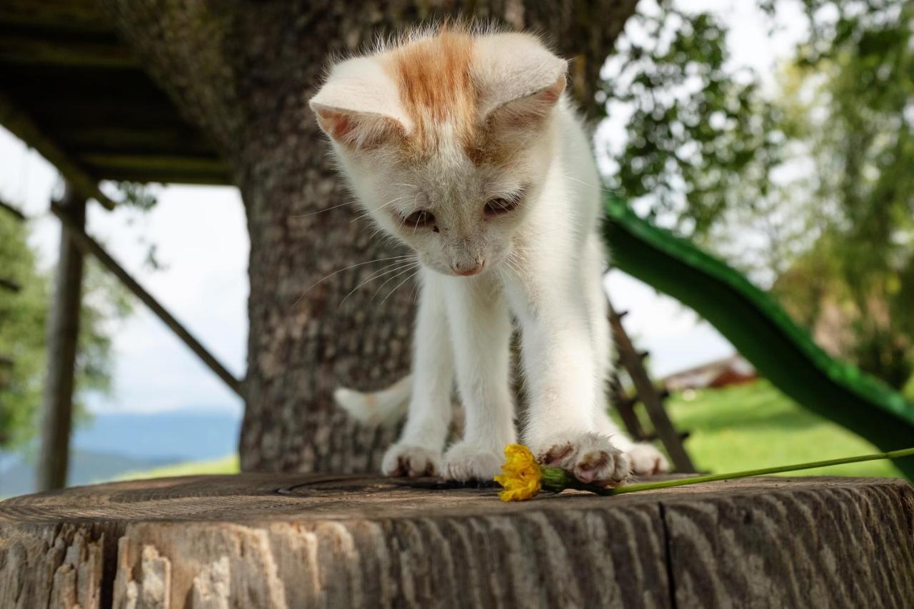 Willa Treffhof Siusi Zewnętrze zdjęcie